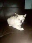 gatinho