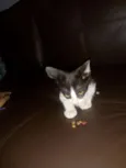 gatinho 