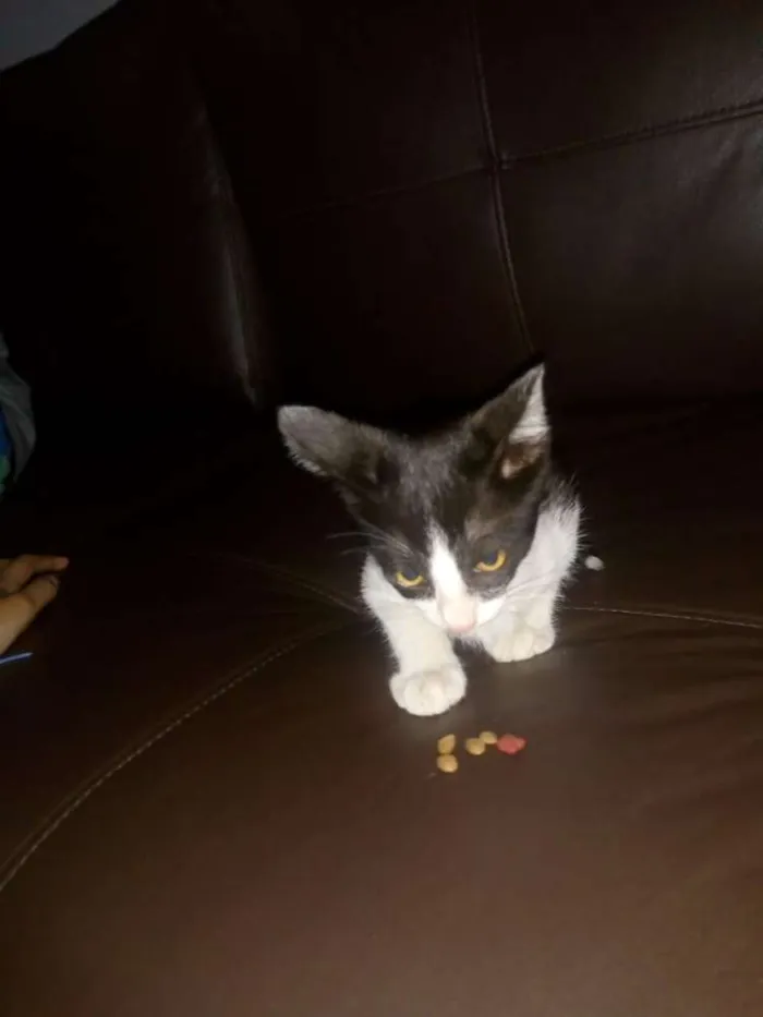 Gato raça indefinida  idade 2 a 6 meses nome gatinho 
