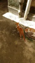 Não tem