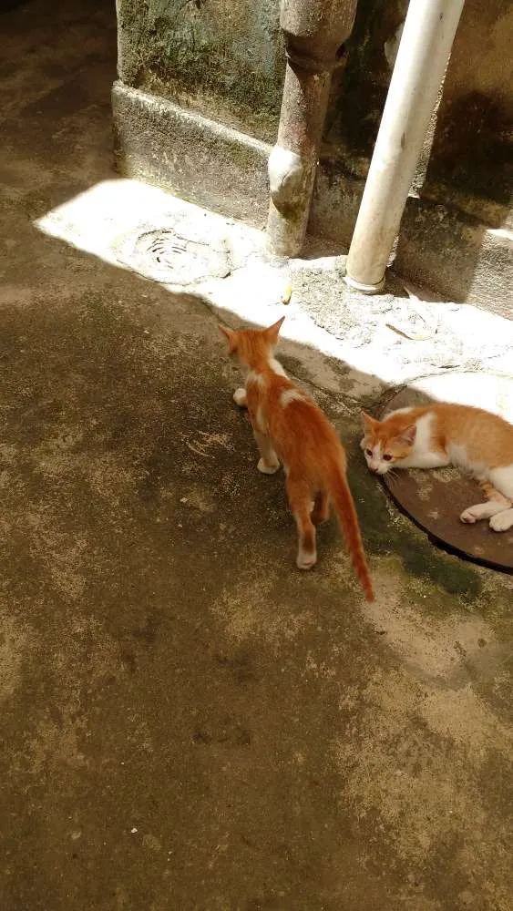 Gato ra a SRD idade Abaixo de 2 meses nome Não tem