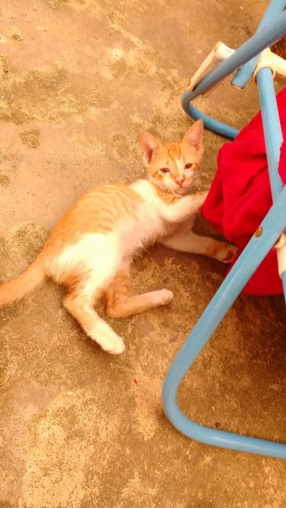 Gato ra a SRD idade Abaixo de 2 meses nome Não tem