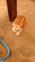 Não tem