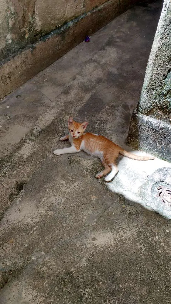 Gato ra a SRD idade Abaixo de 2 meses nome Não tem