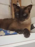 Negão 