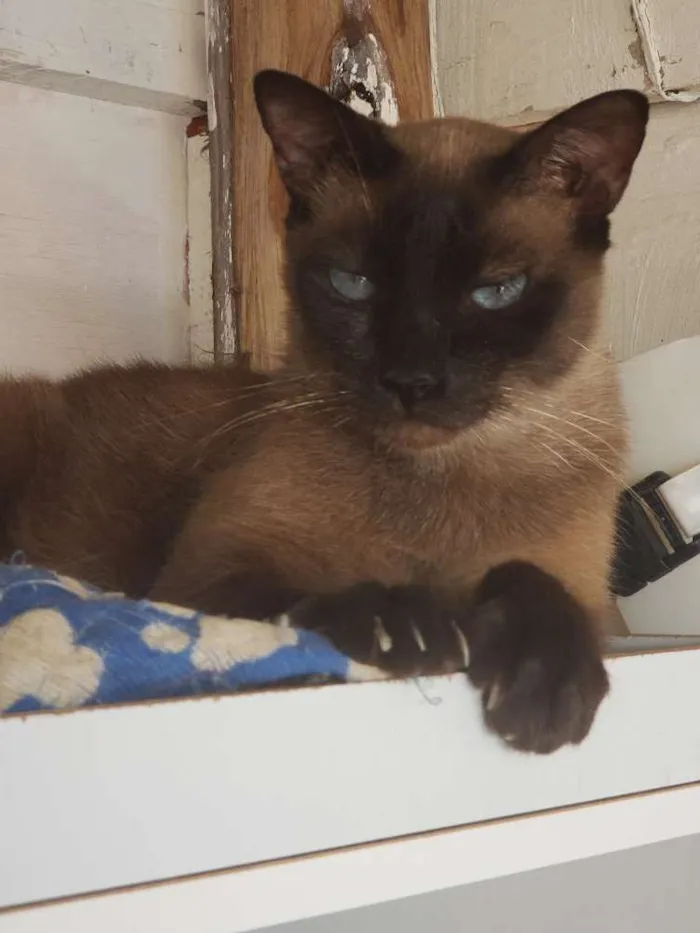 Gato ra a Siamês  idade 2 anos nome Negão 