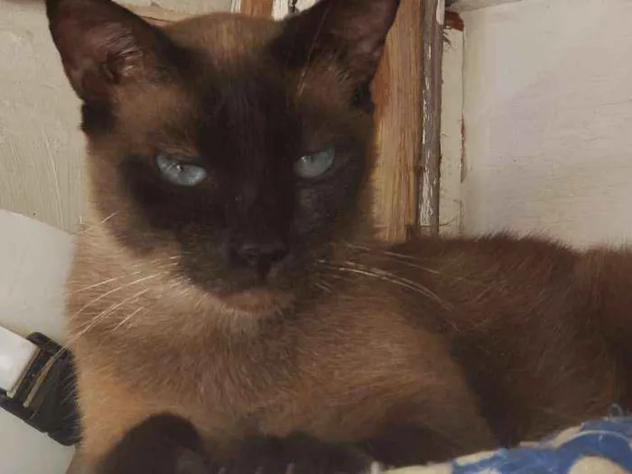 Gato ra a Siamês  idade 2 anos nome Negão 
