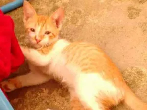 Gato raça SRD idade Abaixo de 2 meses nome Não tem