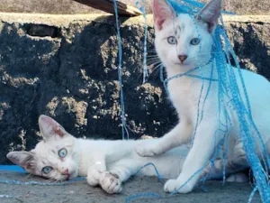 Gato raça Srd idade 2 a 6 meses nome Sem nome