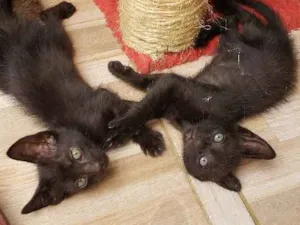 Gato raça Srd idade 2 a 6 meses nome Sem nome