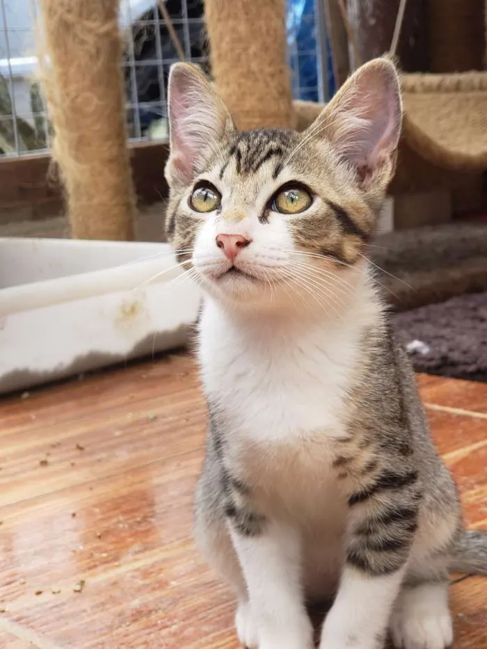 Gato ra a Srd idade 2 a 6 meses nome Paçoca 