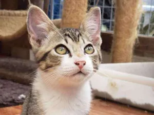 Gato raça Srd idade 2 a 6 meses nome Paçoca 