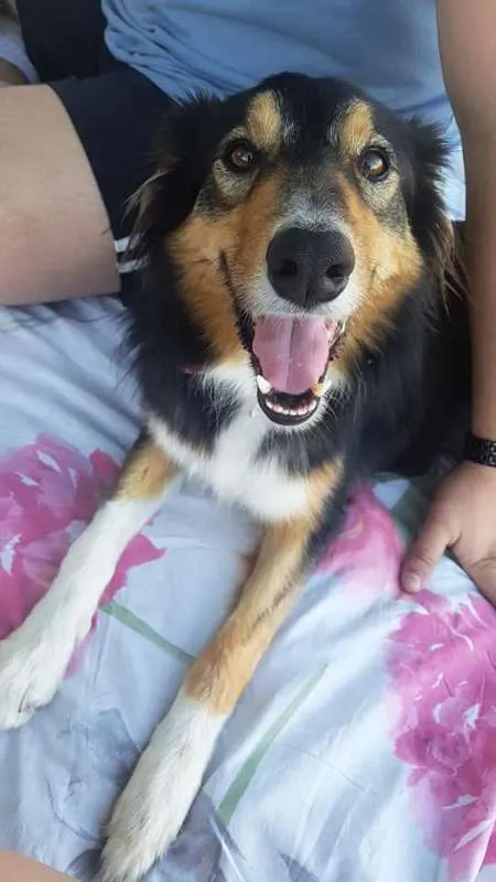 Cachorro ra a Border Colie idade 3 anos nome Lizy