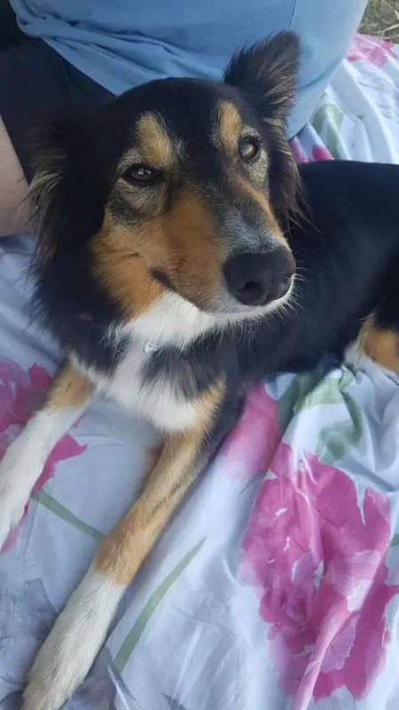 Cachorro ra a Border Colie idade 3 anos nome Lizy