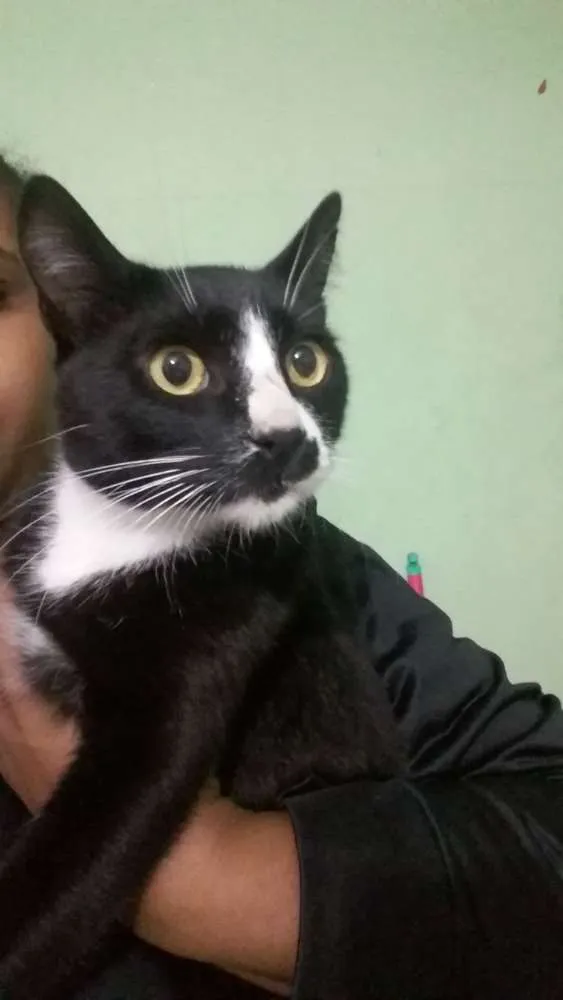 Gato ra a  idade 1 ano nome Frajola