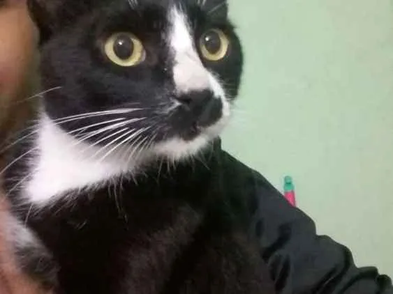 Gato ra a  idade 1 ano nome Frajola