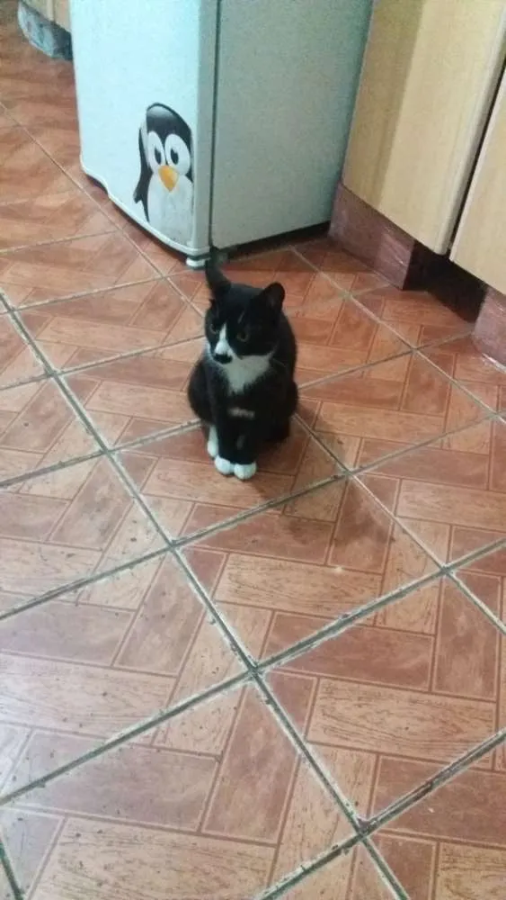 Gato ra a  idade 1 ano nome Frajola