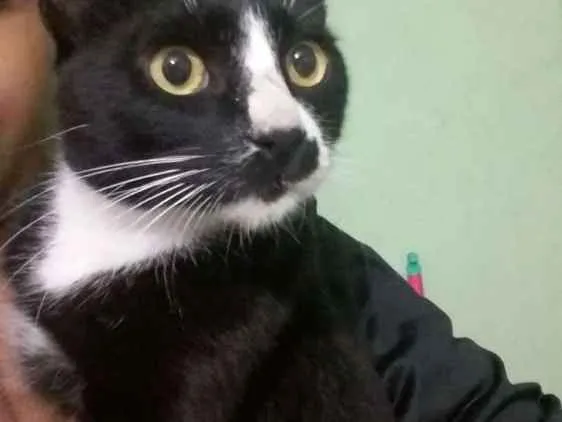 Gato ra a  idade 1 ano nome Frajola