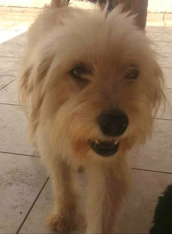 Cachorro ra a  idade 2 anos nome Lindinha 
