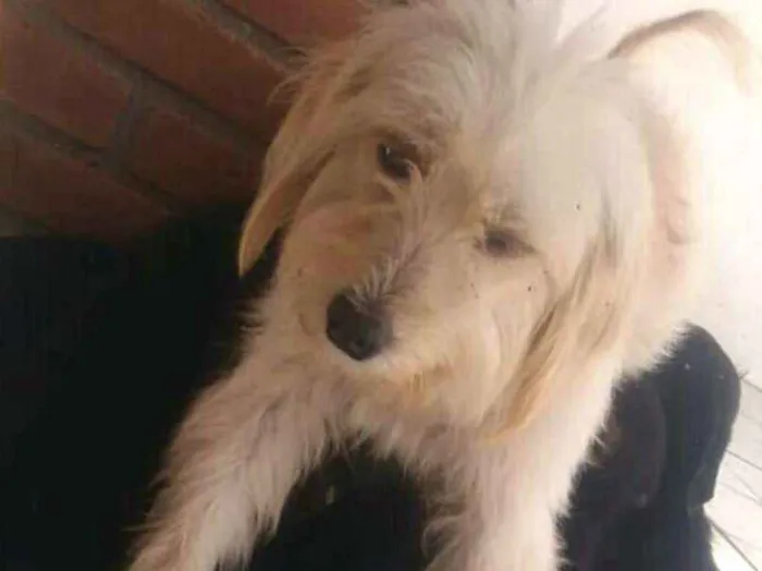 Cachorro ra a  idade 2 anos nome Lindinha 