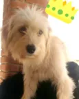 Lindinha 
