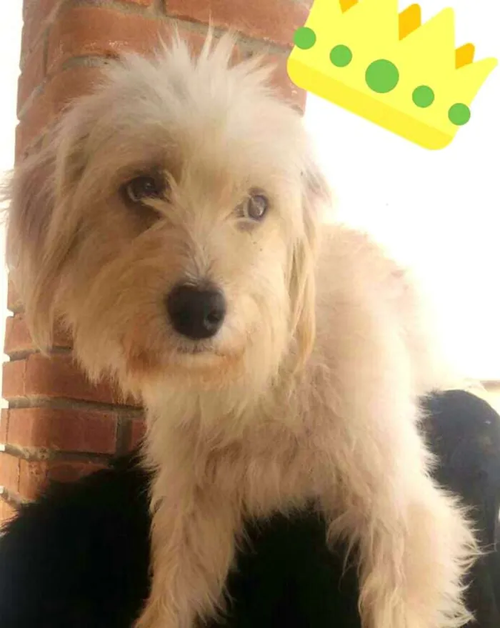 Cachorro ra a  idade 2 anos nome Lindinha 