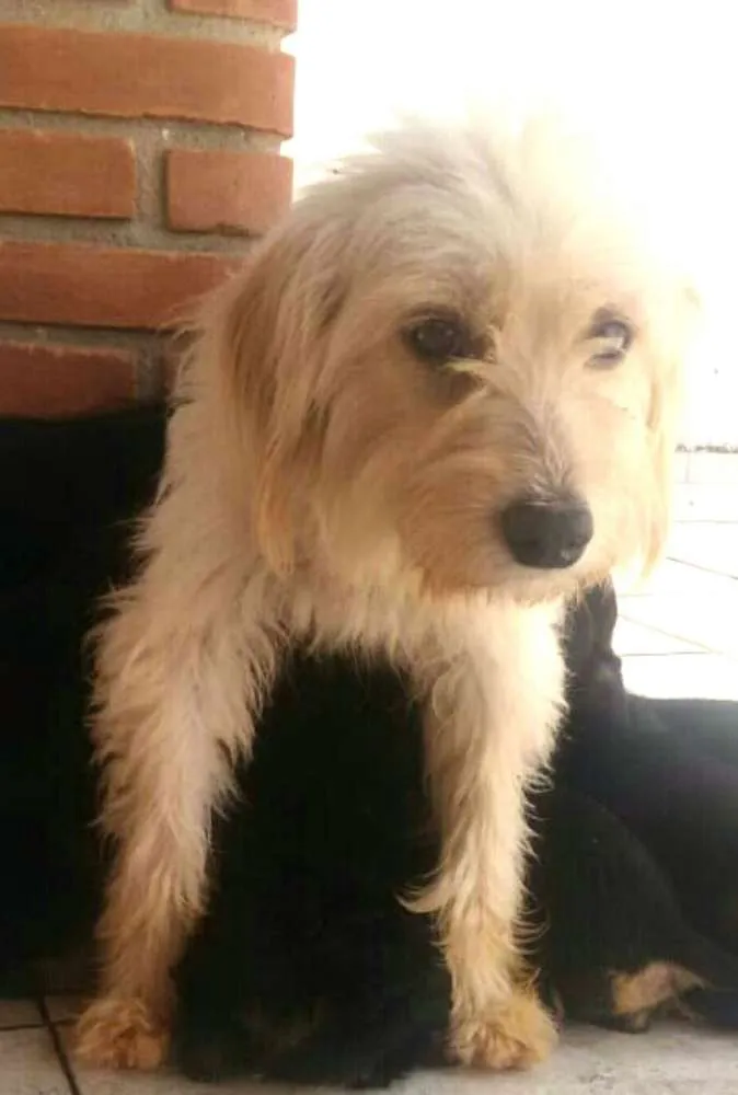 Cachorro ra a  idade 2 anos nome Lindinha 