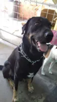 Cachorro raça SRD idade 3 anos nome THOR