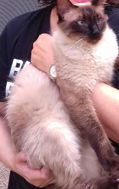 Gato ra a sialata idade 1 ano nome Sebastian