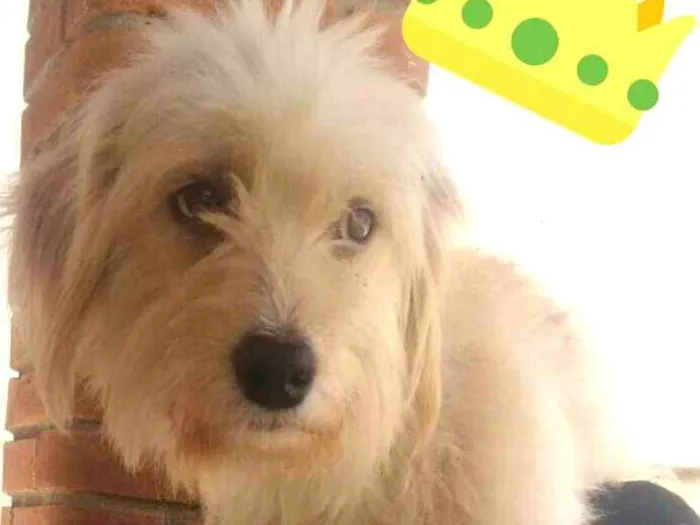 Cachorro ra a  idade 2 anos nome Lindinha 
