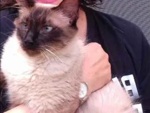 Gato raça sialata idade 1 ano nome Sebastian
