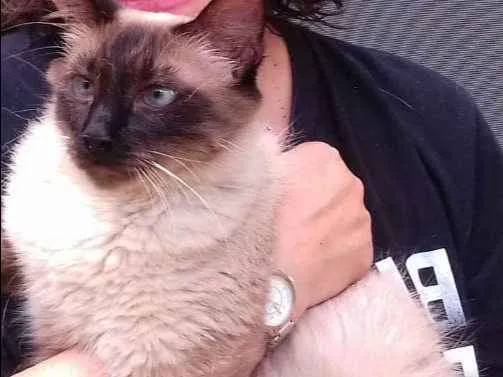 Gato ra a sialata idade 1 ano nome Sebastian