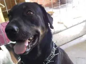 Cachorro raça SRD idade 3 anos nome THOR
