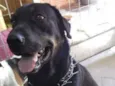 Cachorro raça SRD idade 3 anos nome THOR