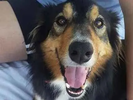 Cachorro ra a Border Colie idade 3 anos nome Lizy