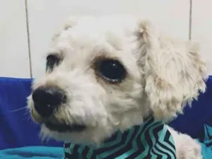 Cachorro raça POODLE idade 5 anos nome BORGES