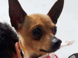 Cachorro raça PINCHER idade 2 anos nome PUPY