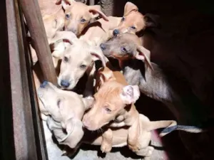 Cachorro raça SRD idade 2 a 6 meses nome Sem nome