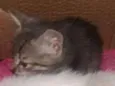 Gatinhos