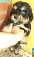 Filhotes Sueli