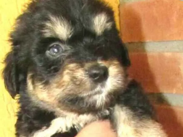 Cachorro ra a  idade 2 a 6 meses nome Filhotes Sueli 