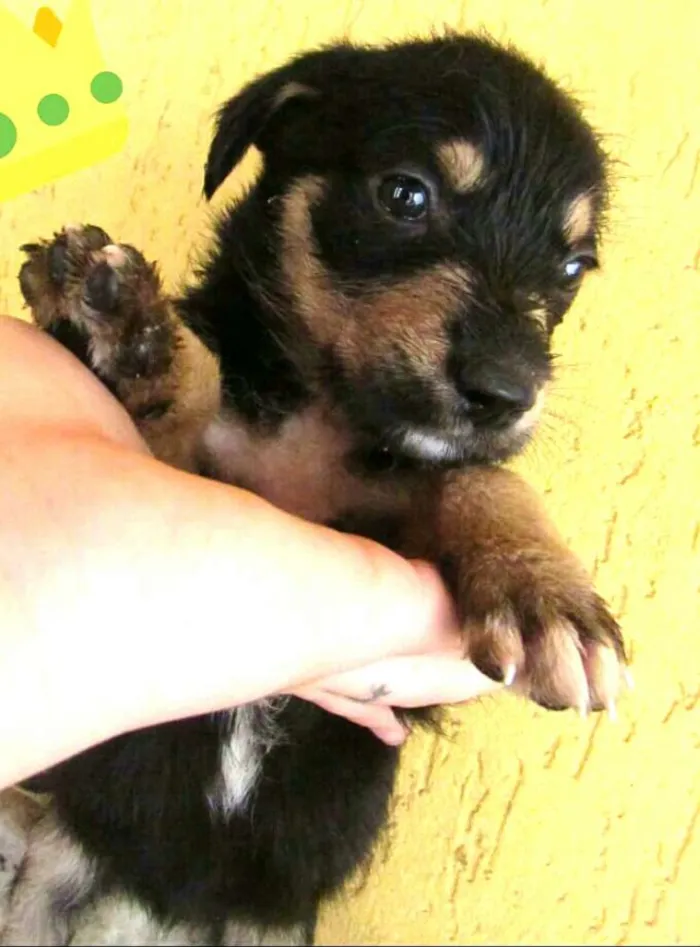 Cachorro ra a  idade 2 a 6 meses nome Filhotes Sueli 