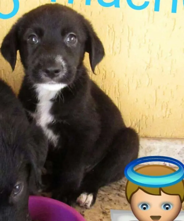 Cachorro ra a  idade 2 a 6 meses nome Filhotes Sueli 
