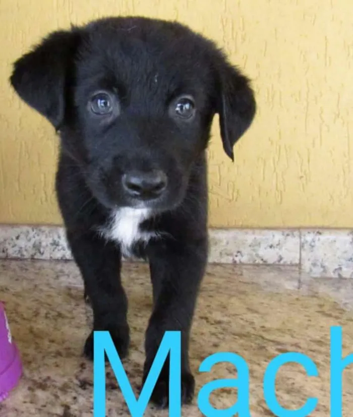 Cachorro ra a  idade 2 a 6 meses nome Filhotes Sueli 
