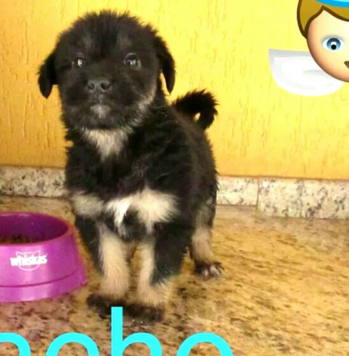 Cachorro ra a  idade 2 a 6 meses nome Filhotes Sueli 