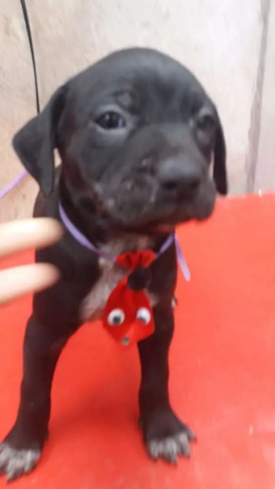 Cachorro ra a  idade 2 a 6 meses nome Filhotes Sueli 