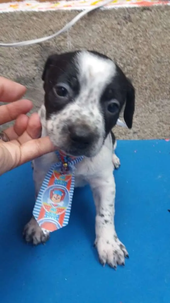 Cachorro ra a  idade 2 a 6 meses nome Filhotes Sueli 