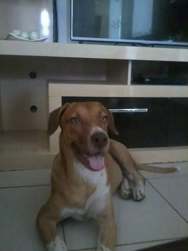 Cachorro ra a SRD idade 3 anos nome THOR