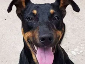 Cachorro raça SRD idade 7 a 11 meses nome Salomão 