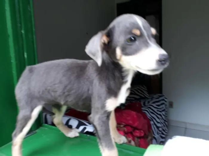 Cachorro ra a SRD idade 2 a 6 meses nome Flor